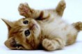 /album/dieren/schattige-kitten-jpg/
